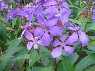 A Magnificência da Tibouchina candolleana: Uma Joia da Flora Brasileira