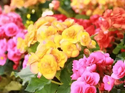 Begônias: Cultivando a Beleza e a Diversidade em Seu Jardim