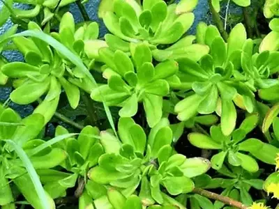 Uma Planta Versátil para Sua Saúde e Jardim