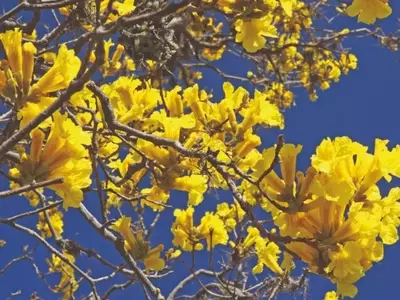 A Beleza Efêmera e Deslumbrante dos Ipês