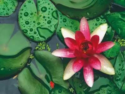 Explorando a Riqueza Aquática do Brasil: Um Olhar Além dos Lagos Artificiais
