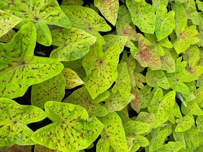 Caladium: Guia Essencial para Cultivo e Cuidados