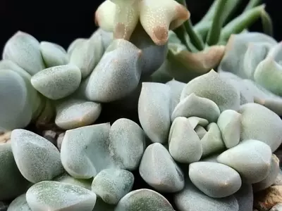 Plantas Resistentes: Essenciais para Jardins Desérticos