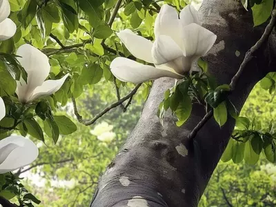 A Magnólia: Um Tesouro Botânico de Beleza e Significado