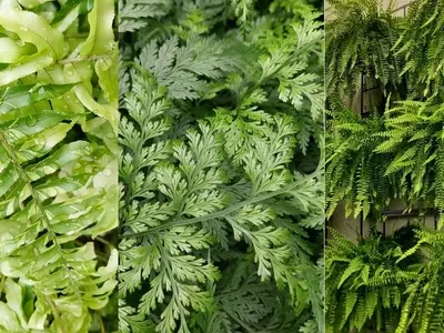 Descubra a Diversidade das Samambaias: Guia Completo para o Cultivo Doméstico