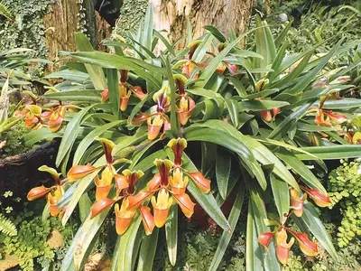 Guia Completo Para o Transplante Bem-Sucedido de Orquídeas Paphiopedilum