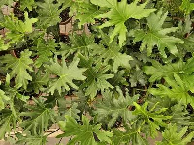 Guaimbê: Guia Definitivo de Cultivo e Curiosidades Fascinantes