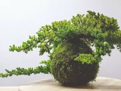 Kokedama: A Arte de Cultivar Plantas em Esferas de Musgo