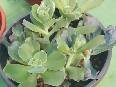 Echeveria gibbiflora: A Fascinante Jornada de Cultivo e Propagação