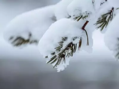Plantas Termogênicas: Flores que Desafiam o Inverno