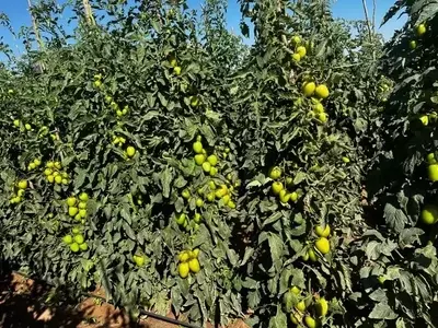 Inovações no Cultivo de Tomates Híbridos: Resistência e Qualidade Superior