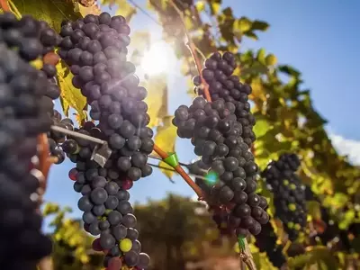 Exportação Brasileira de Uvas para os EUA Sofre Queda Ac acentuada