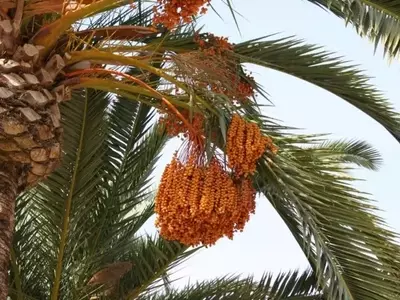 O Crescente Cultivo de Tâmaras no Nordeste Brasileiro: Um Novo Horizonte Agrícola