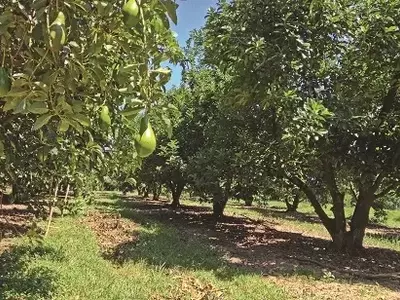 Guia Completo para o Cultivo de Abacates: Da Plantação à Colheita Ideal