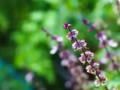 Manjericão Roxo: Um Ingrediente Versátil que Eleva Sabor e Nutrição