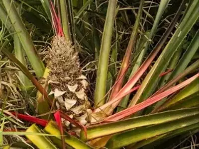 Caraguatá: O Fruto Versátil com Valiosos Benefícios Medicinais