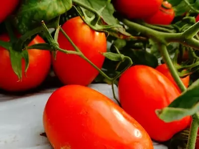 Avanços no Cultivo de Tomate Rasteiro no Brasil: Eficiência e Sustentabilidade no Campo
