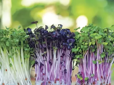 Microverdes: Cultivo, Colheita e Viabilidade Econômica