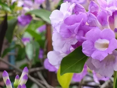 Cipó-Alho: Beleza Exótica, Aroma Inconfundível e Proteção Natural para seu Jardim