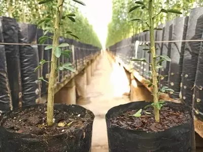 Inovações Jiffy: Soluções Sustentáveis e de Alta Performance para o Cultivo de Citros
