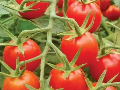 Tomate Cereja BRS Iracema: Uma Revolução Agrícola com Sabor e Resistência