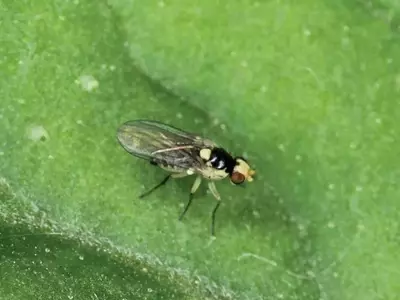 Gowan e o Compromisso com a Bataticultura: Soluções Inovadoras Contra a Mosca-Minadora