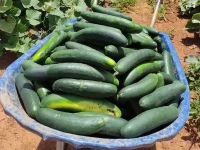 Inovações Genéticas Elevam Qualidade e Rendimento da Cultura de Pepino no Brasil