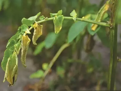Verticillium em Tomateiros: Identificação e Estratégias de Controlo da Doença