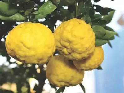 Descobrindo o Yuzu: Um Cítrico Exótico de Valor Inestimável