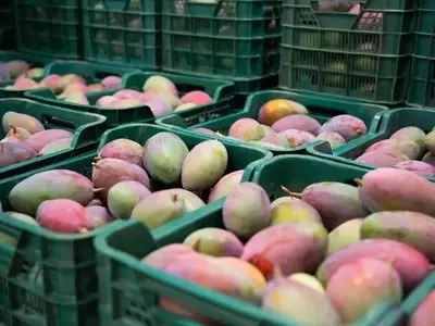 Exportações de Frutas Brasileiras Atingem Melhor Outubro em Uma Década, Impulsionando o Agronegócio Nacional