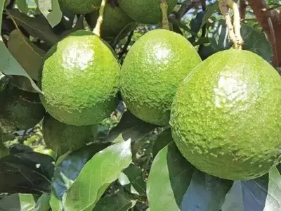 Abacate Margarida: Elevando a Produtividade e Lucratividade no Cultivo Agrícola