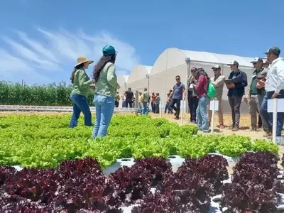 Dia de Campo da East-West Seed: Inovação e Perspectiva Global em Hortaliças