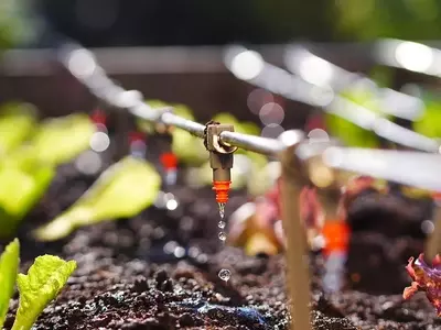Irrigação por Gotejamento: A Chave para a Produtividade Agrícola e a Sustentabilidade Hídrica