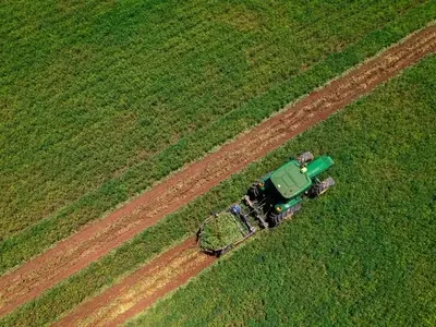 Estudo Revela o Potencial Econômico do Amendoim Brasileiro