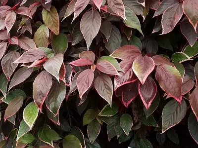 Acalypha Wilkesiana 'Marginata': A Planta Cobre para Jardins Tropicais