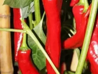 Guia Completo para o Cultivo da Pimenta Dedo-de-Moça