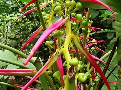 Heliconia Aemygdiana: A Elegância Escondida da Amazônia em Seu Jardim