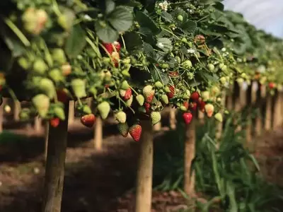 Inovações na Cultura do Morango: Estratégias de Plantio e Genética Avançada para Produção Contínua no Brasil