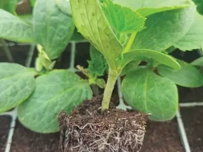 Inovação e Excelência: O Papel dos Substratos Jiffy no Cultivo de Plantas