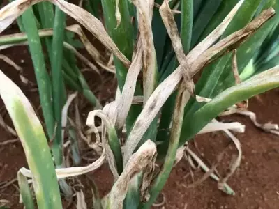 A Eficiência Fitossanitária no Cultivo de Cebola no Brasil