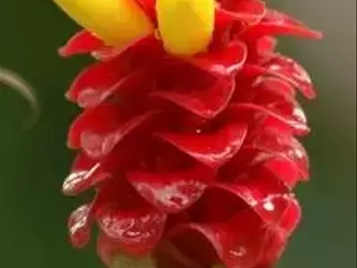 Descobrindo a Costus barbatus: A Planta Exótica do Imperador