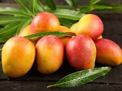Fim da Tarifa de Exportação dos EUA Revigora Setor Hortifrúti Brasileiro