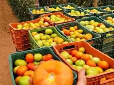 Tomate Nivus F1: Elevando a Produtividade Agrícola Através de Genética Avançada
