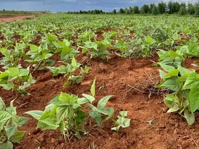 Iniciativa no Vale do Jequitinhonha Promove Cultivo de Batata-Doce Biofortificada Rica em Vitamina A