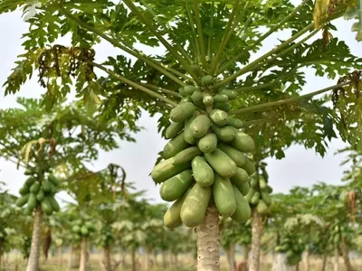 Cultivo de Mamão Orgânico: Guia Completo para Produtores