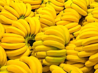 A Importância da Bananicultura no Cenário Agrícola Brasileiro