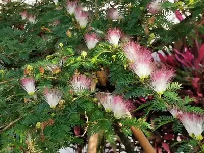 Descobrindo a Calliandra surinamensis: A Esponjinha Rosa Vibrante para Seu Jardim