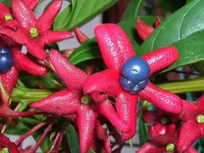 Clerodendrum indicum: O Arbusto Escultural com Flores Tubulares