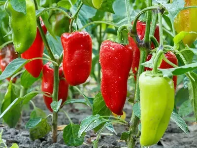 A Chilli Pura: Desvendando o Cultivo Orgânico de Pimentões