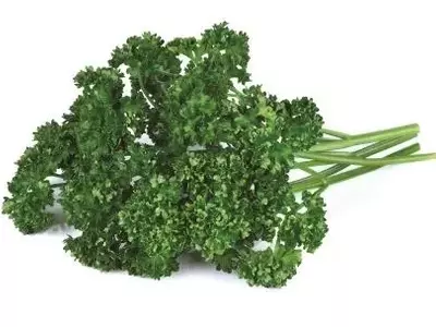 O Cultivo Estratégico da Salsa Crespa: Da Plantação à Colheita Sustentável